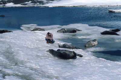 Weddell Seal Untitled 107