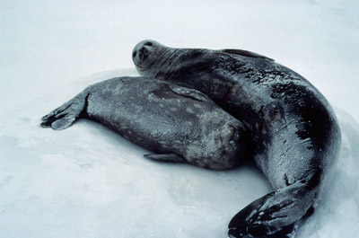 Weddell Seal Mother pup 29