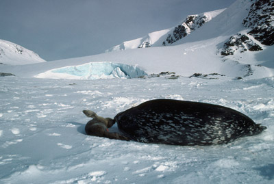 Weddell Seal Mother pup 30