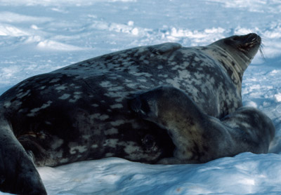Weddell Seal Mother pup 33