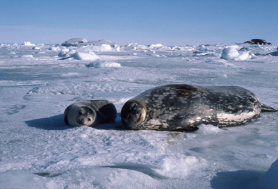 Weddell Seal Mother pup 34