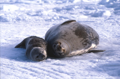Weddell Seal Mother pup 39