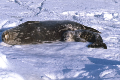 Weddell Seal Mother pup 4