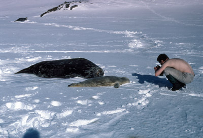 Weddell Seal Mother pup 40
