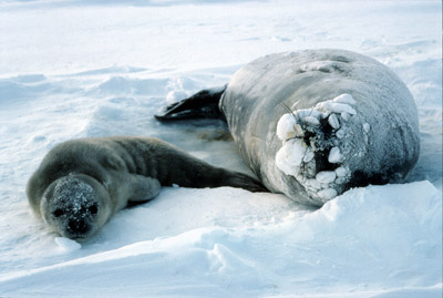 Weddell Seal Mother pup 45