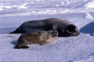 Weddell Seal Mother pup 50