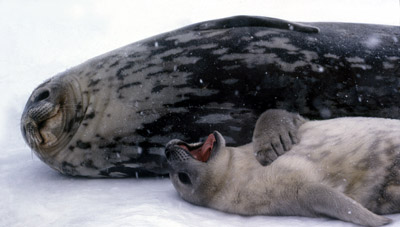 Weddell Seal Mother pup 51