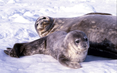 Weddell Seal Mother pup 6