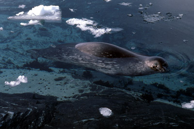 Weddell Seal Swim 3