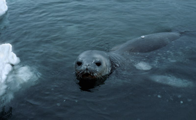 Weddell Seal Swim 4