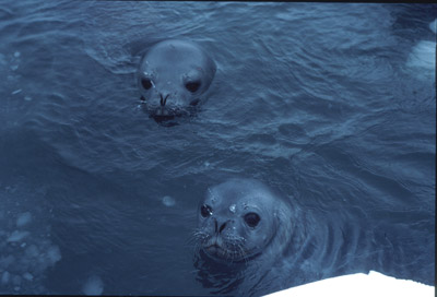 Weddell Seal Swim 5