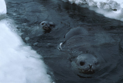 Weddell Seal Swim 6