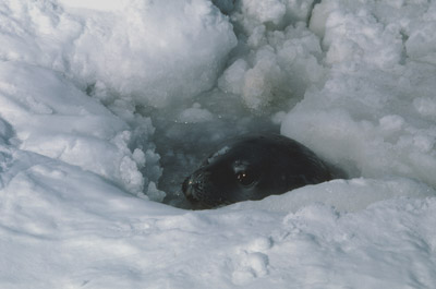 Weddell Seal Swim 8