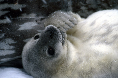 Weddell seal 1