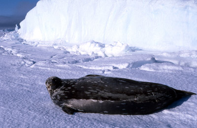 Weddell seal 2