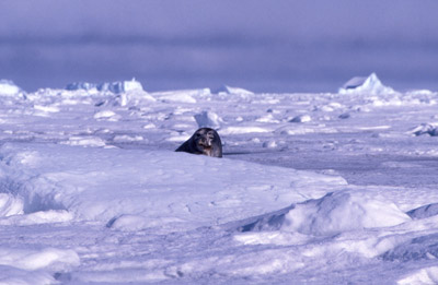 Weddell seal 3