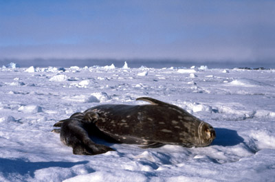 Weddell seal  Pup 1