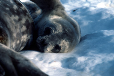 Weddell seal  Pup 10