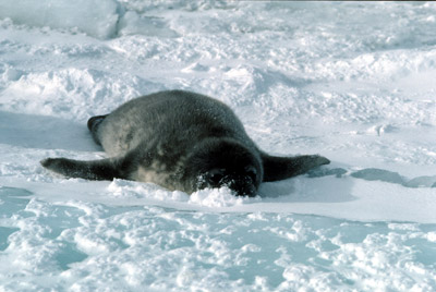 Weddell seal  Pup 11