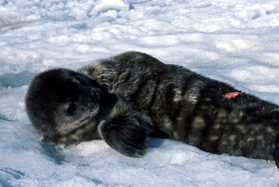 Weddell seal  Pup 12