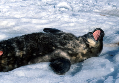 Weddell seal  Pup 14