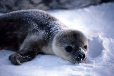 Weddell seal  Pup 15