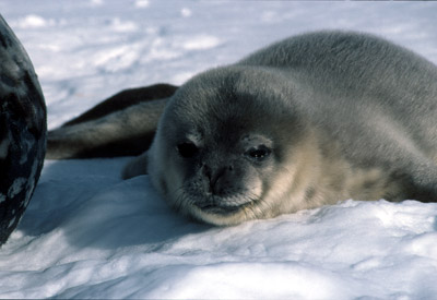Weddell seal  Pup 16