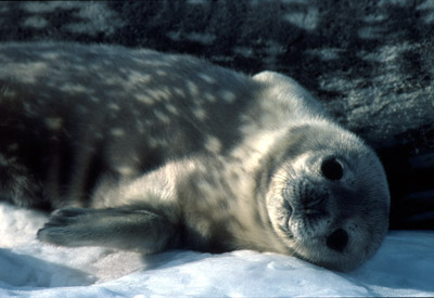 Weddell seal  Pup 17