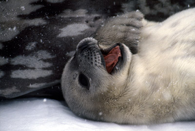 Weddell seal  Pup 2