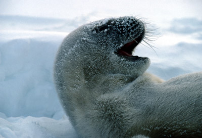 Weddell seal  Pup 3
