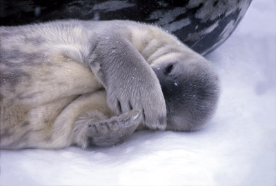 Weddell seal  Pup 4