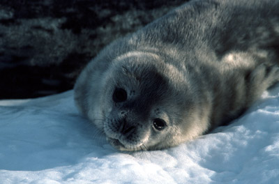 Weddell seal  Pup 5