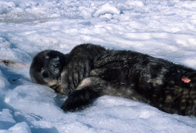 Weddell seal  Pup 7
