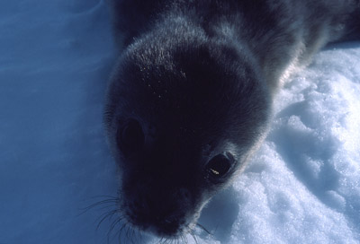Weddell seal  Pup 8