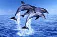 Jumping Dolphins