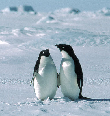 Pictures Of Adelie Penguin - Free Adelie Penguin pictures 