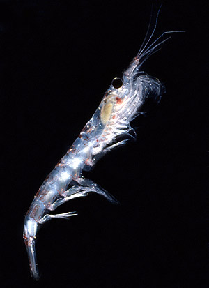 Pictures Of Krill - Free Krill pictures 