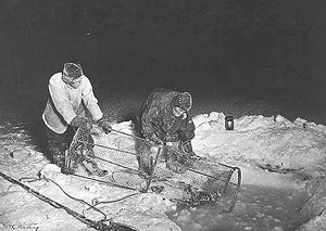 Hauling up fish traps