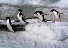 Penguin - Follow my leader