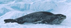 Leopard seal resting on an ice floe