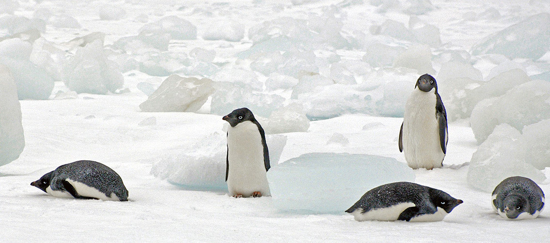 Adelie penguins