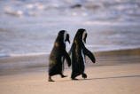 African Penguins Print