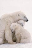 Polar Bear Family Posters