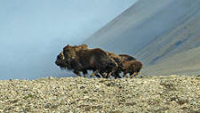 musk ox