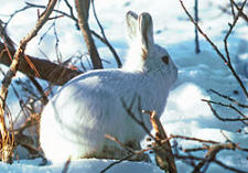 arctic hare