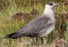 arctic skua