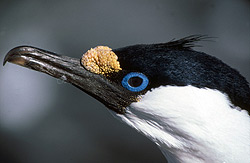 blue eyed shag