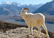 dall sheep