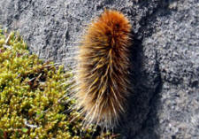 Arctic Woolly Bear Moth caterpillar