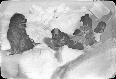 Sledge dogs of Endurance on the ice after the ship had been frozen in